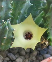 Huernia bayeri